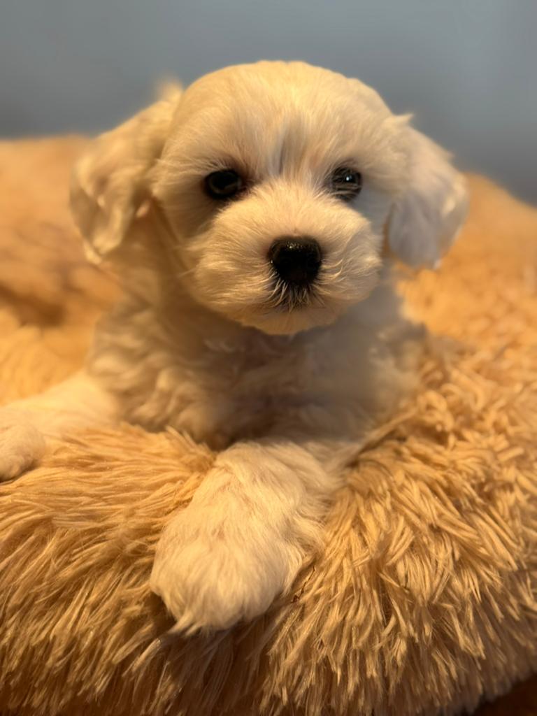 Prachtige pups! ( Maltezer met Dwergpoedel ) Maltipoo
