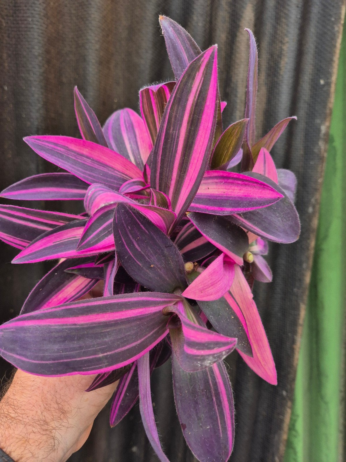Tradescantia Pink Stripe p12 (4), Huis en Inrichting, Kamerplanten, Ophalen of Verzenden, Halfschaduw, Minder dan 100 cm