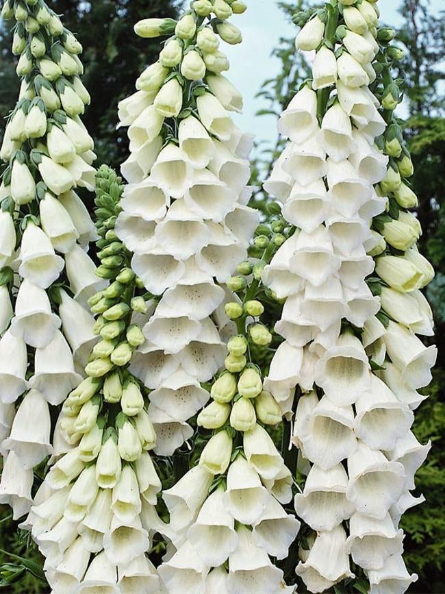 Zaden Digitalis Snow Thimble, Verzenden, Volle zon