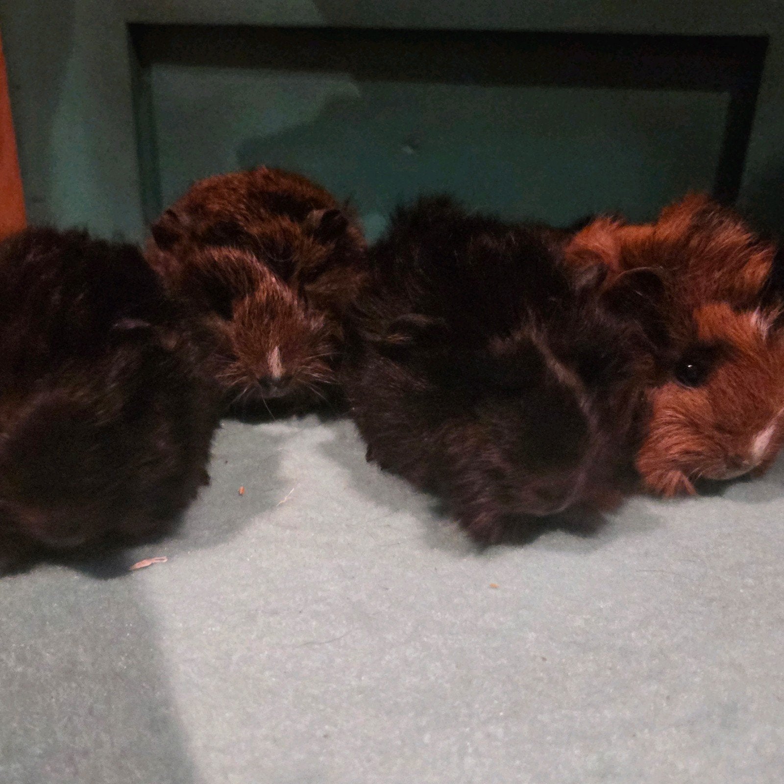 Peruvian cavia beertjes! Kruldragend!, Cavia, Meerdere dieren, Tam, September