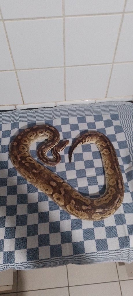Vrouwtje ball python pewter poss mojave 2016, Slang, 7 tot 10 jaar