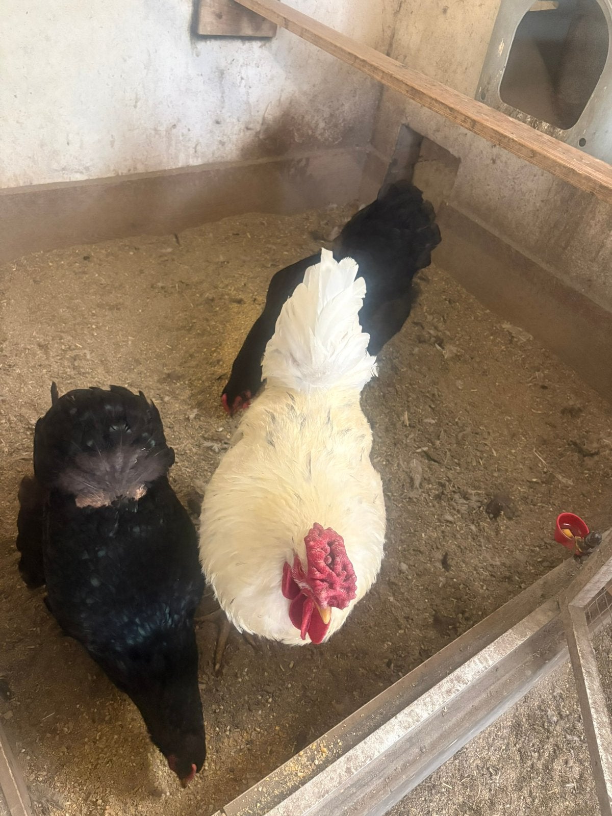Wyandotte groot zwart, Meerdere dieren, Kip