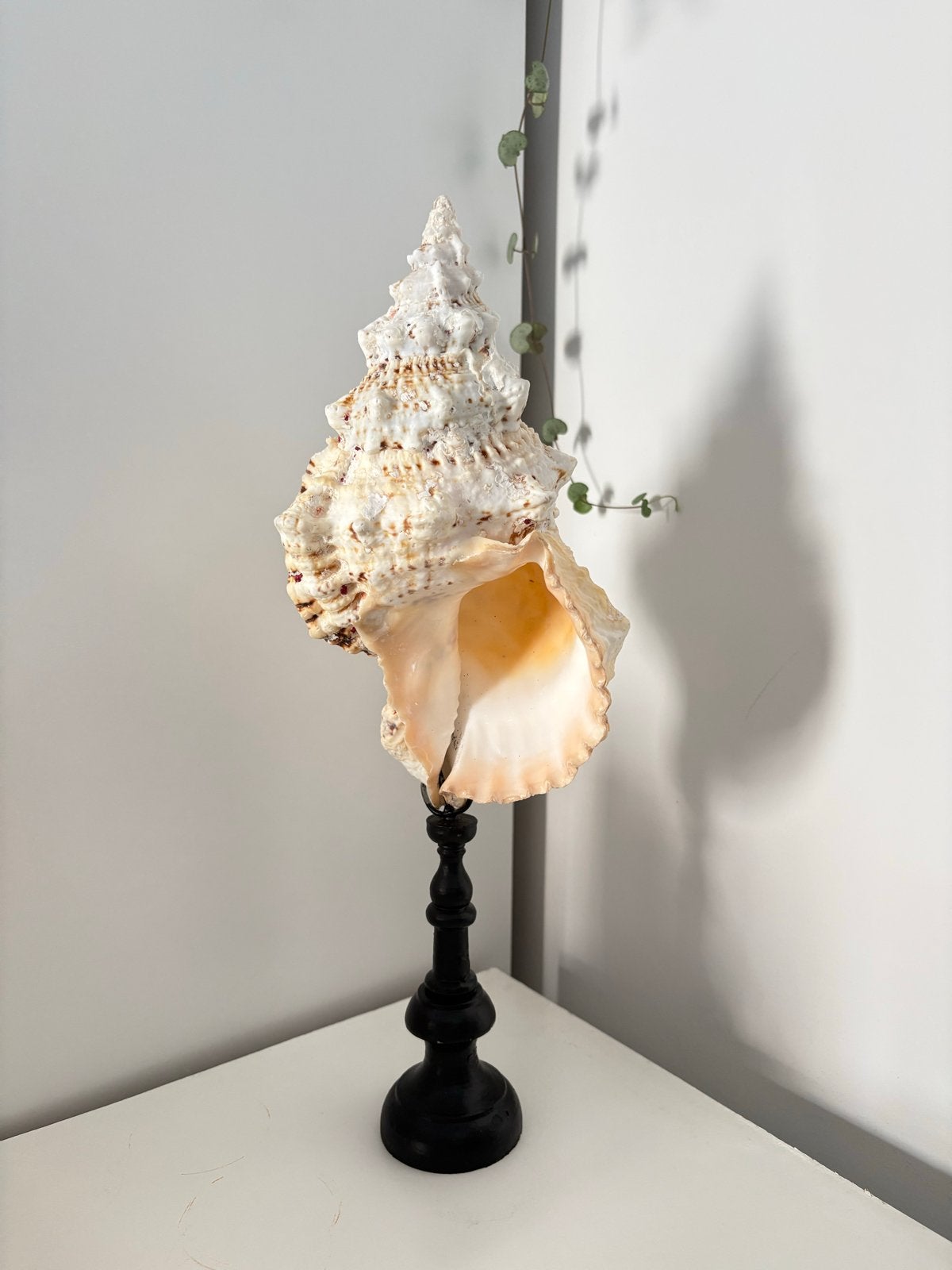 Decoratieve Schelp op Zwarte Voet - Uniek Stuk, Huis en Inrichting, Woonaccessoires | Overige, Meerkleurig, Ophalen of Verzenden