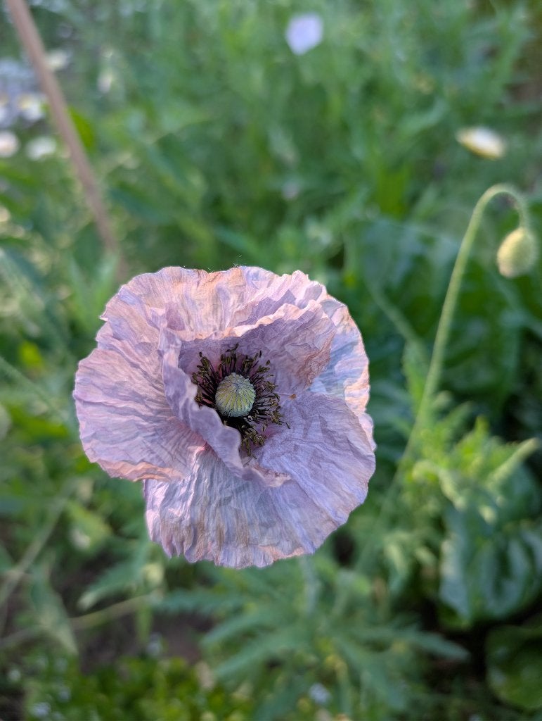 Papaver " amazing grey", Ophalen, Volle zon