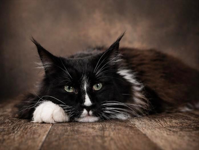Prachtige Maine Coon kittens, Dieren en Toebehoren, Katten en Kittens | Raskatten | Langhaar, Meerdere dieren, Ontwormd
