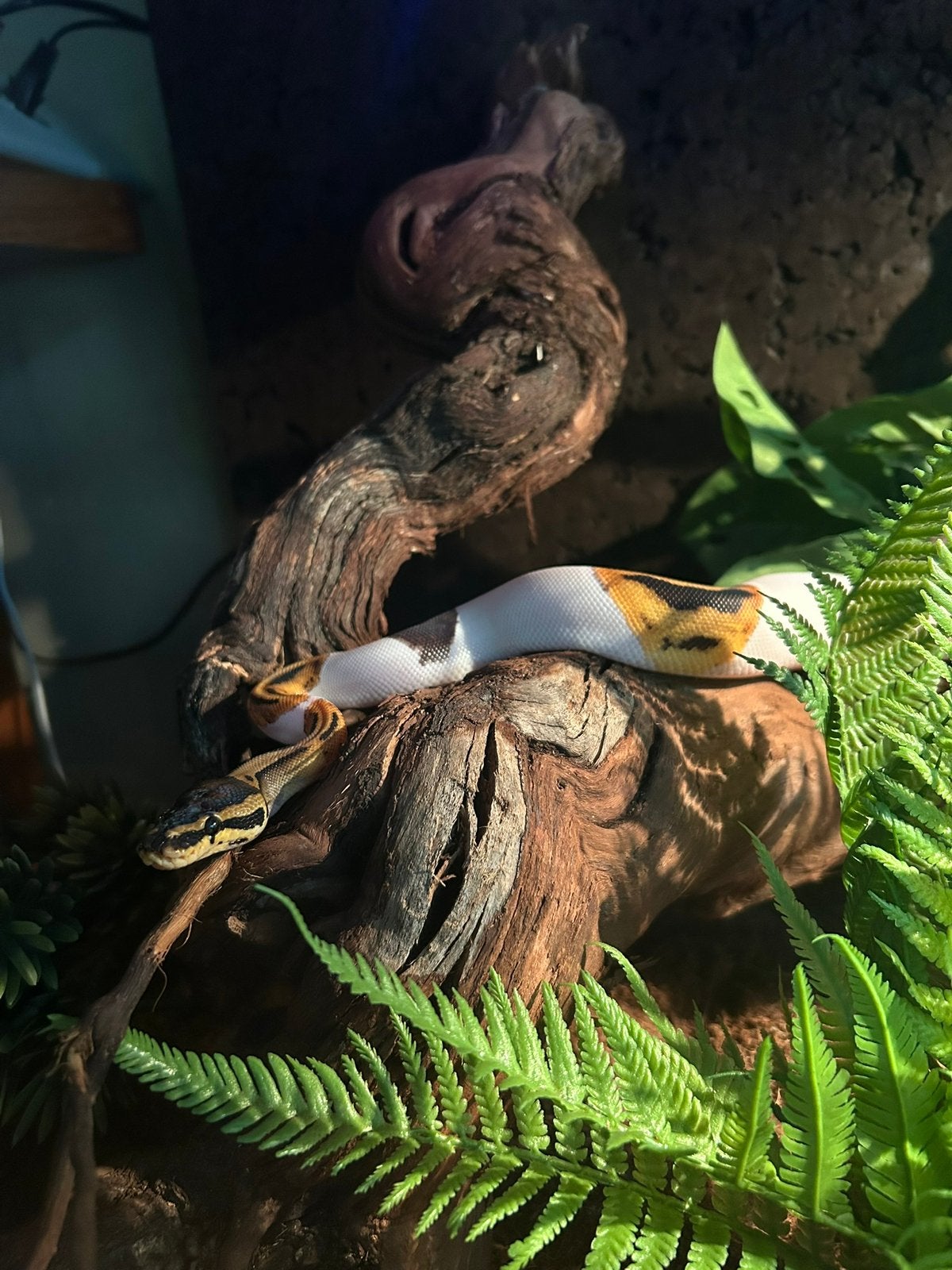Koningspython + terrarium Ball Python - unknown for sale from Meinou van den Oever