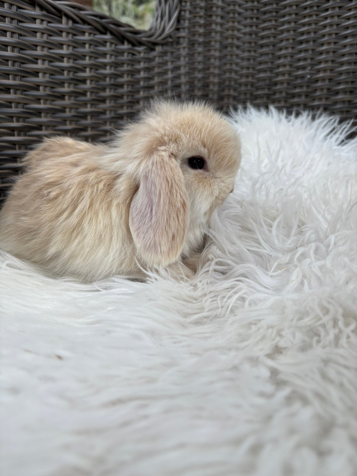 Mooie dwerghangoor konijntjes, Dieren en Toebehoren, Meerdere dieren, Dwerg, Hangoor, 0 tot 2 jaar