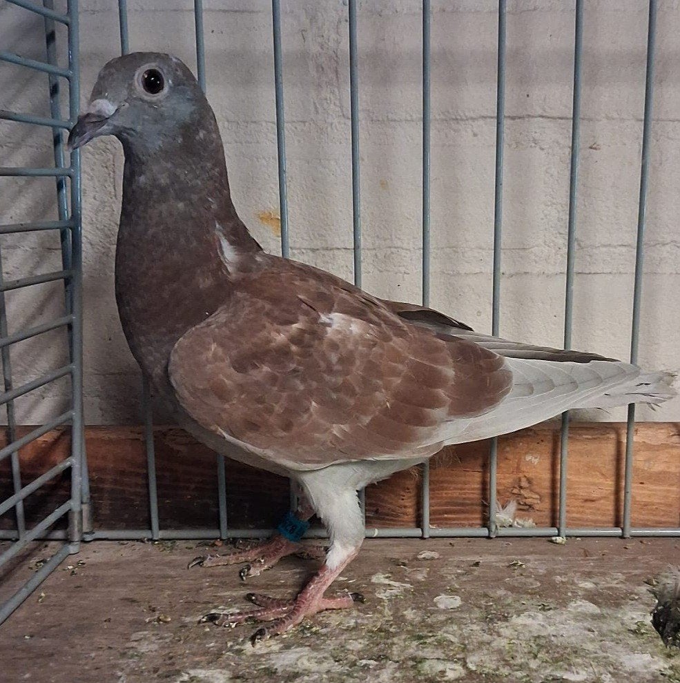 5 postduiven, Meerdere dieren, Postduif