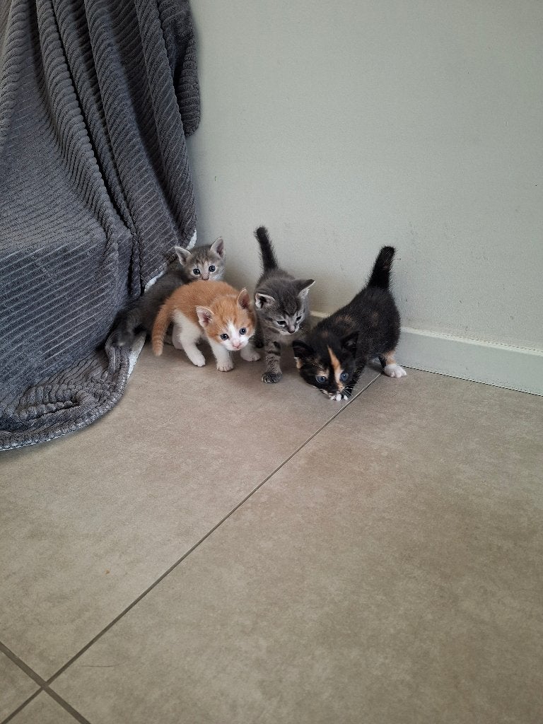 Lieve, sociale kittens zoeken een warm thuis ️, Dieren en Toebehoren, Meerdere dieren, Kortharig, 0 tot 2 jaar