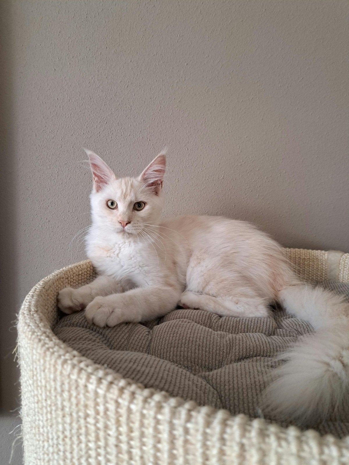Maine coon kittens met stamboom en volledig geteste ouders!, Dieren en Toebehoren, Poes, Met stamboom