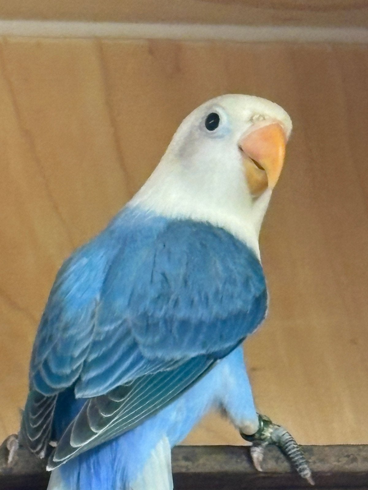 Agapornis fischeri, Geslacht onbekend, Dwergpapegaai of Agapornis, Tam