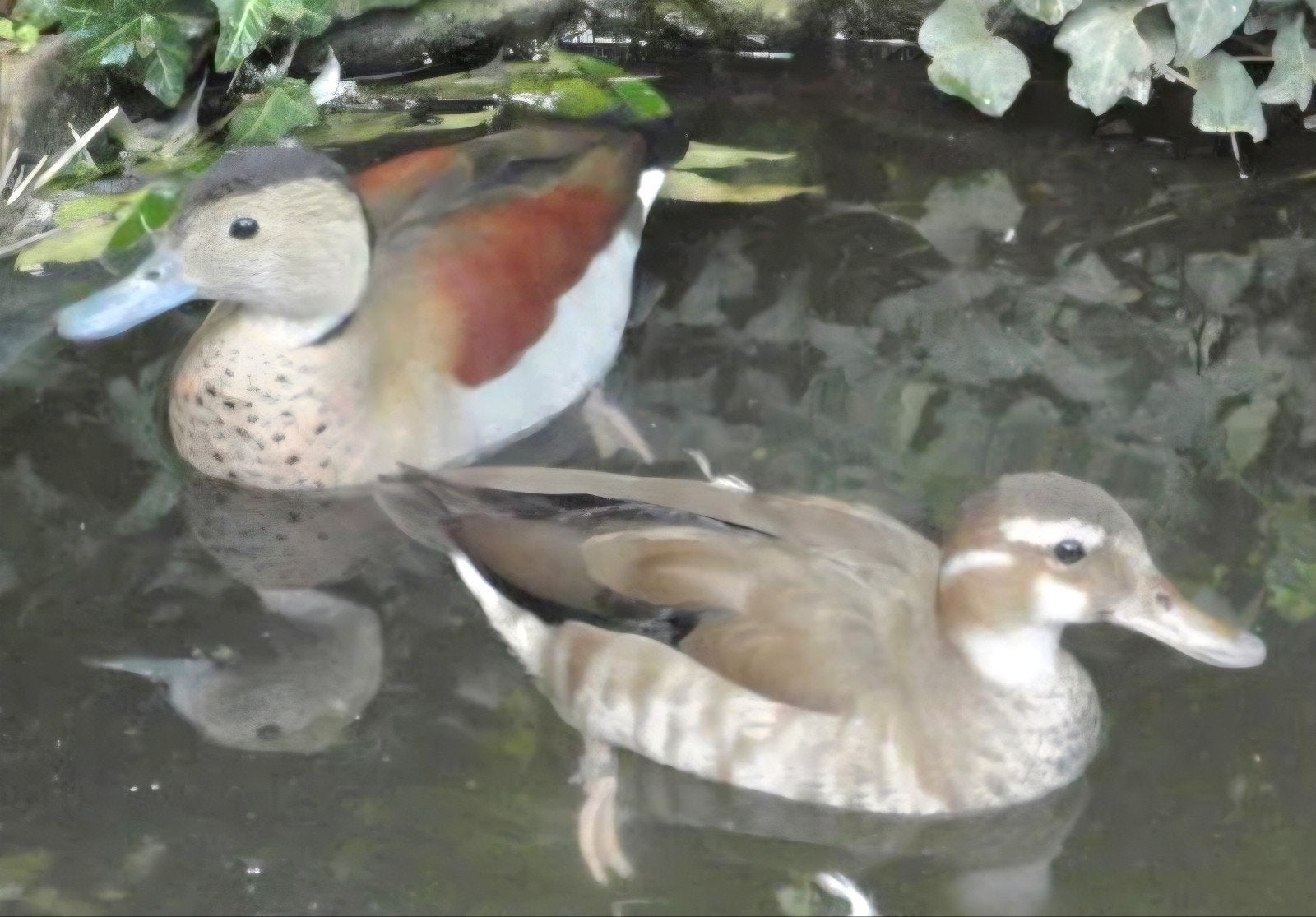 Koppel roodschoudertaling, Dieren en Toebehoren, Pluimvee, Meerdere dieren, Eend