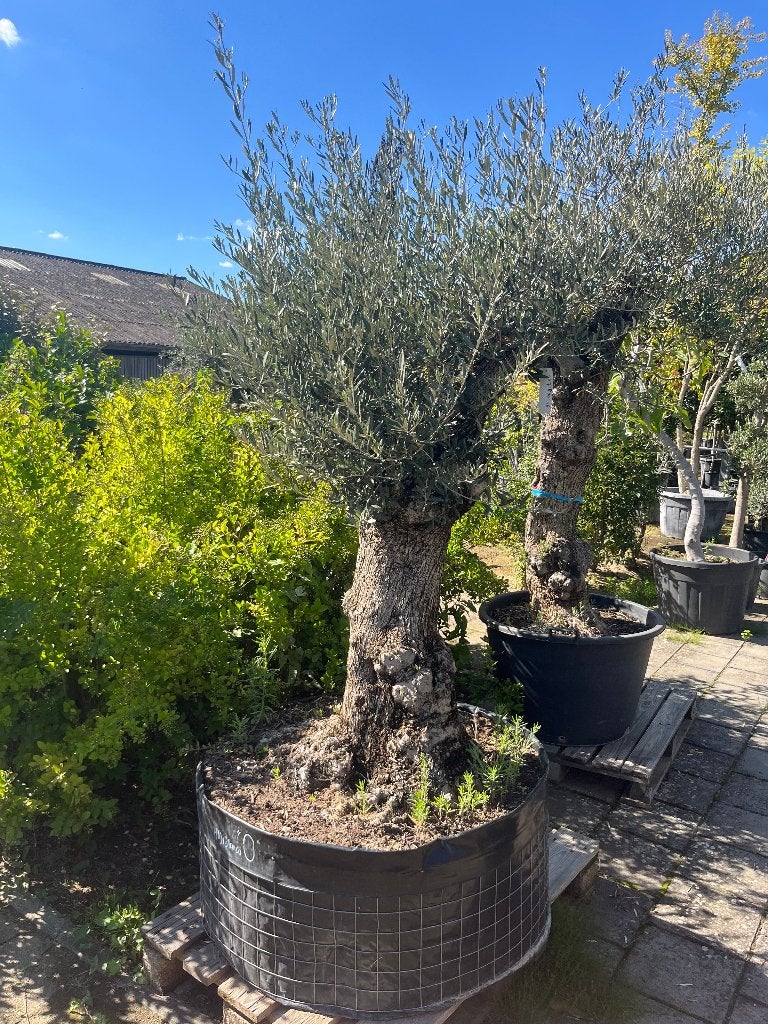 Olijfboom bonsai (Olea europaea) - mediterrane sfeer, Tuin en Terras, Volle zon, Ophalen of Verzenden, 100 tot 250 cm, Olijfboom