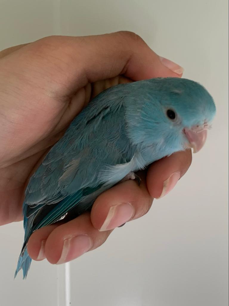 Forpus baby’s, Mannelijk, Dwergpapegaai of Agapornis, Geringd