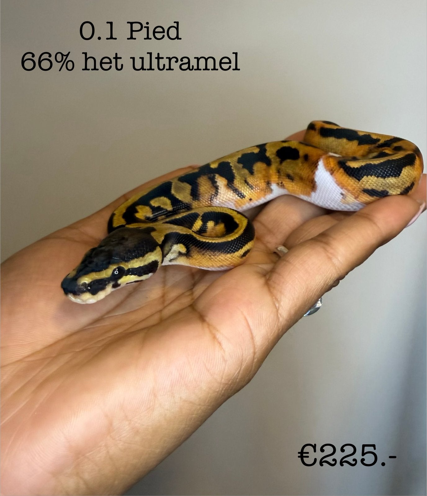 0.1 Pied 66% het Ultramel NK26, Dieren en Toebehoren, Slang, 0 tot 2 jaar