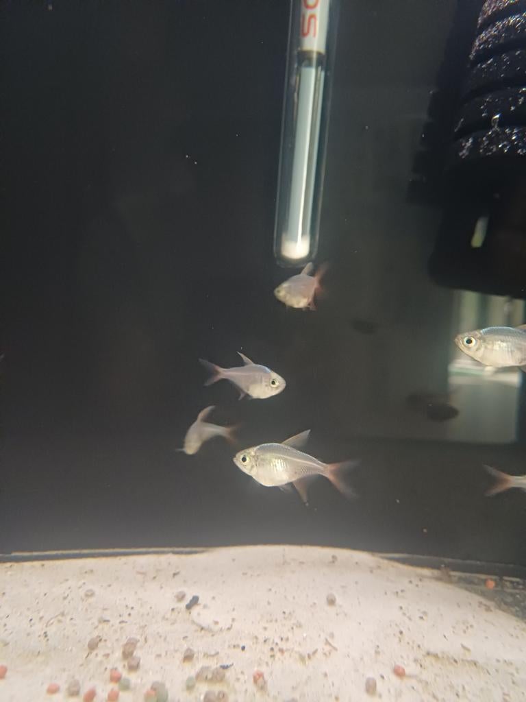 Colombiaanse tetra, Vis