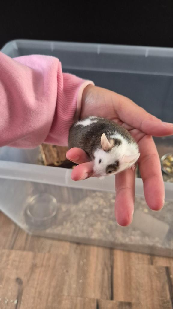Handtam muizen 4 mannetjes, Dieren en Toebehoren, Knaagdieren, Muis, Mannelijk, Januari, Tam