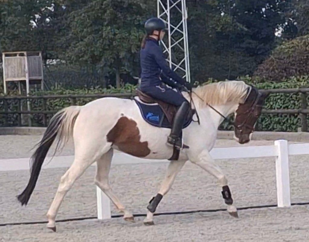 9 jarige zeer knappe bonte ruin * recreatief gereden *, B, Ruin, 7 tot 10 jaar, 160 tot 165 cm