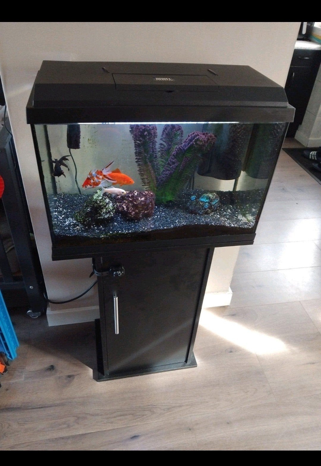 compleet aqarium 60 liter, Ophalen, Zo goed als nieuw, Gevuld zoetwateraquarium