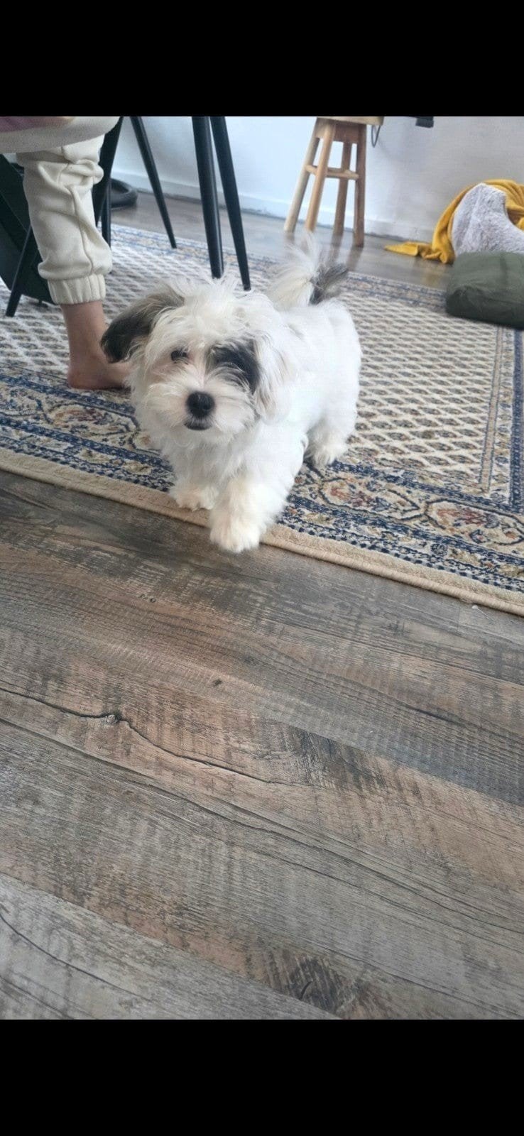 Boomer Hondje, Reu, 8 tot 15 weken, Eén hond, Klein
