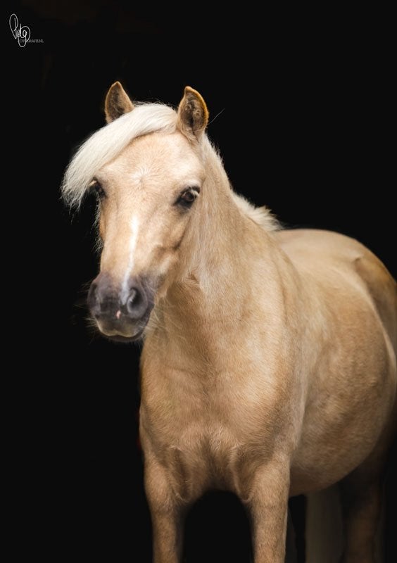 Verzorgpony aangeboden, Diensten en Vakmensen, Dieren | Paarden | Verzorging, Oppas en Les, Verzorging of Verzorgpony's