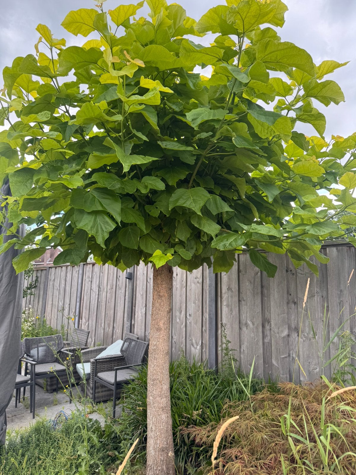 Catalpa boom, Ophalen, Volle zon, Overige soorten, 100 tot 250 cm