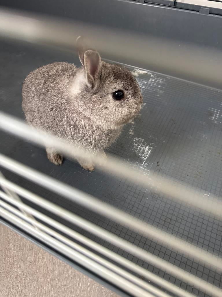 Konijn, Dieren en Toebehoren, Konijnen, Mannelijk, Dwerg