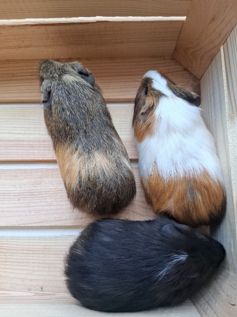 Cavia zeugjes, Dieren en Toebehoren, Knaagdieren, Cavia, Augustus, Vrouwelijk, Tam