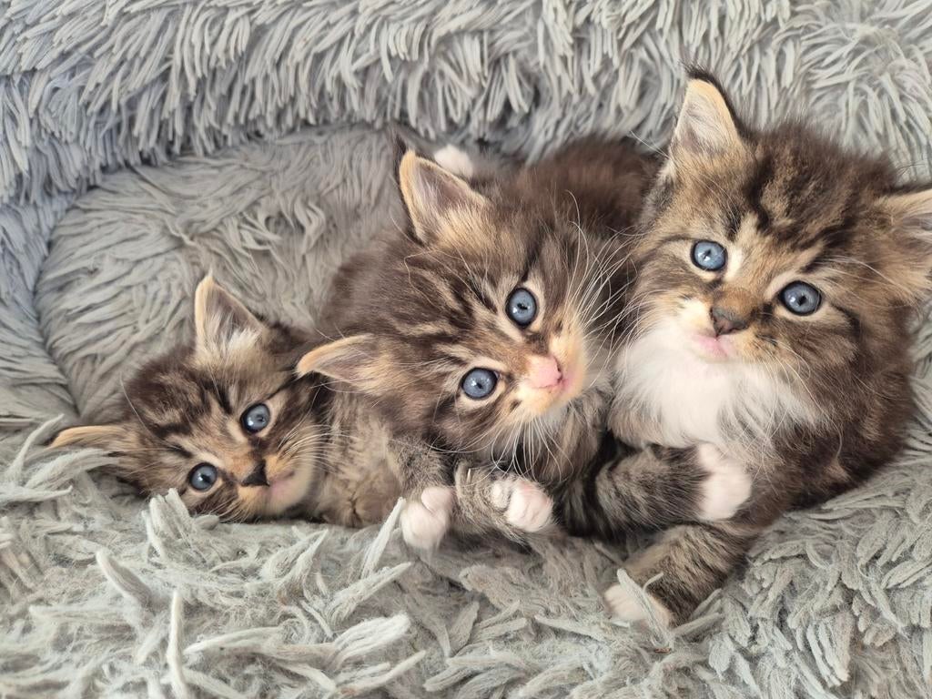 Maincoon x ragdoll kittens, Dieren en Toebehoren, Katten en Kittens | Raskatten | Langhaar, Kater, Ontwormd, 0 tot 2 jaar