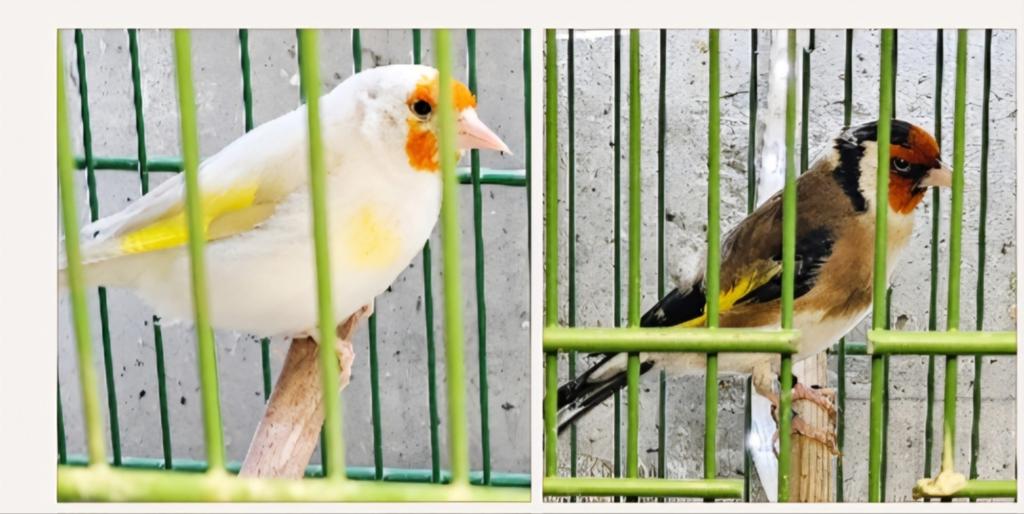 Majoor putter koppel, Meerdere dieren, Wildzangvogel, Geringd
