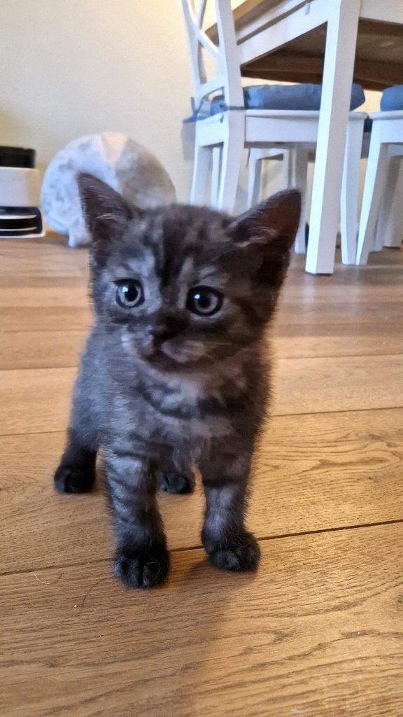 Blauwe Rus en Brits korthaar stevige kittens, Meerdere dieren, Ontwormd, 0 tot 2 jaar