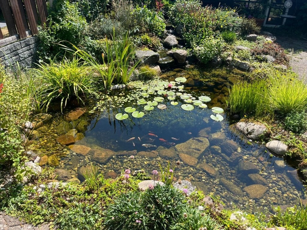 Zuurstofplanten / vijverplanten uit gezonde vijver, Tuin en Terras, Vijvers, Ophalen, Gebruikt