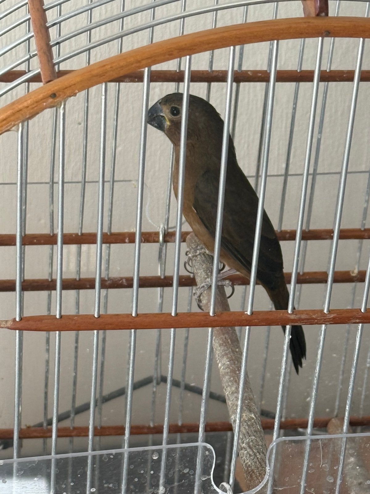 Mooie twa twa jongman, Dieren en Toebehoren, Vogels | Overige Vogels, Mannelijk