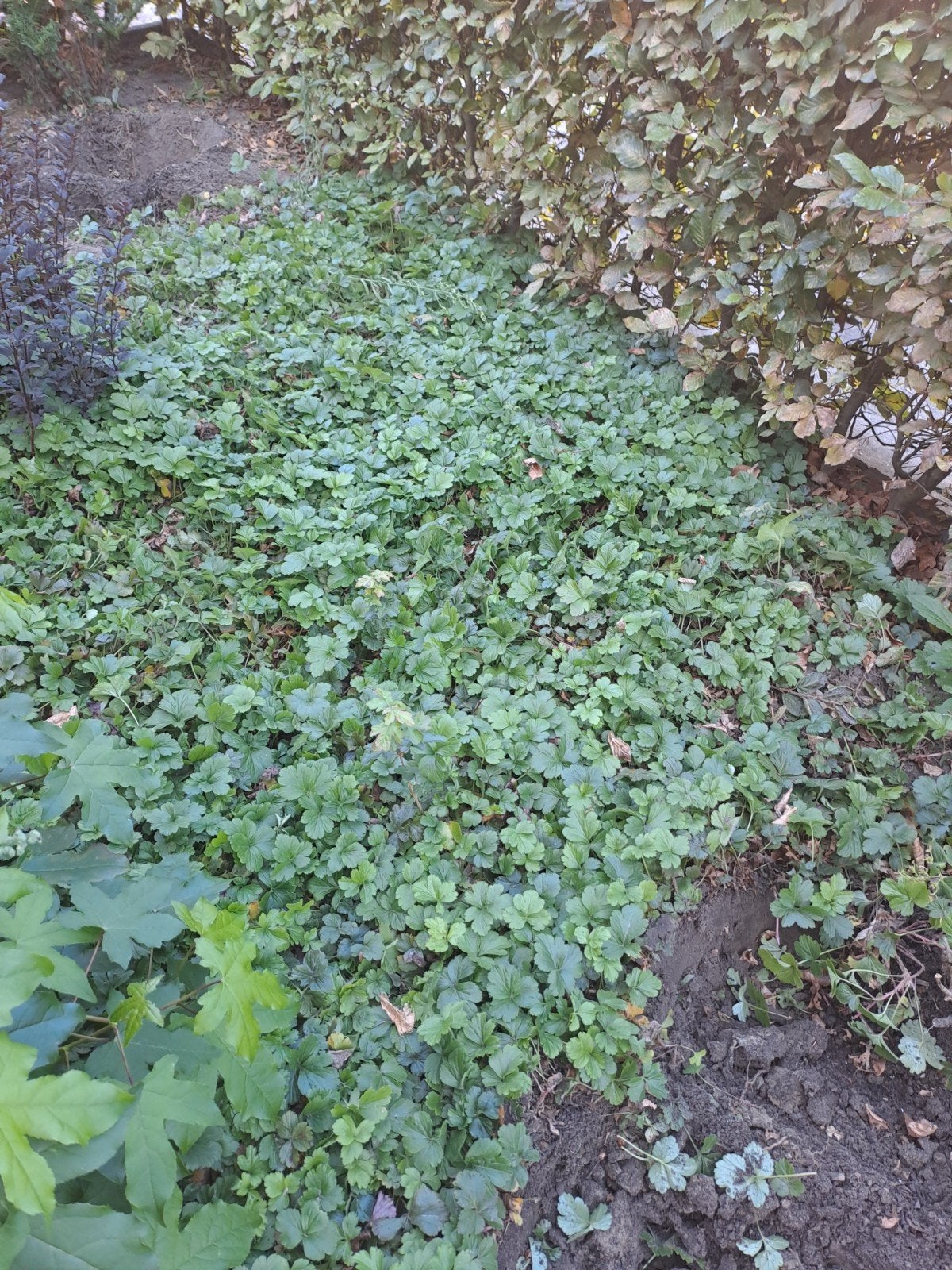 diverse planten, Ophalen, Hortensia, Minder dan 100 cm