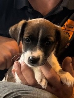 Super lieve Jack Russell puppies (uit huiselijke kring), Dieren en Toebehoren, Honden | Chihuahua's en Gezelschapshonden, Parvo