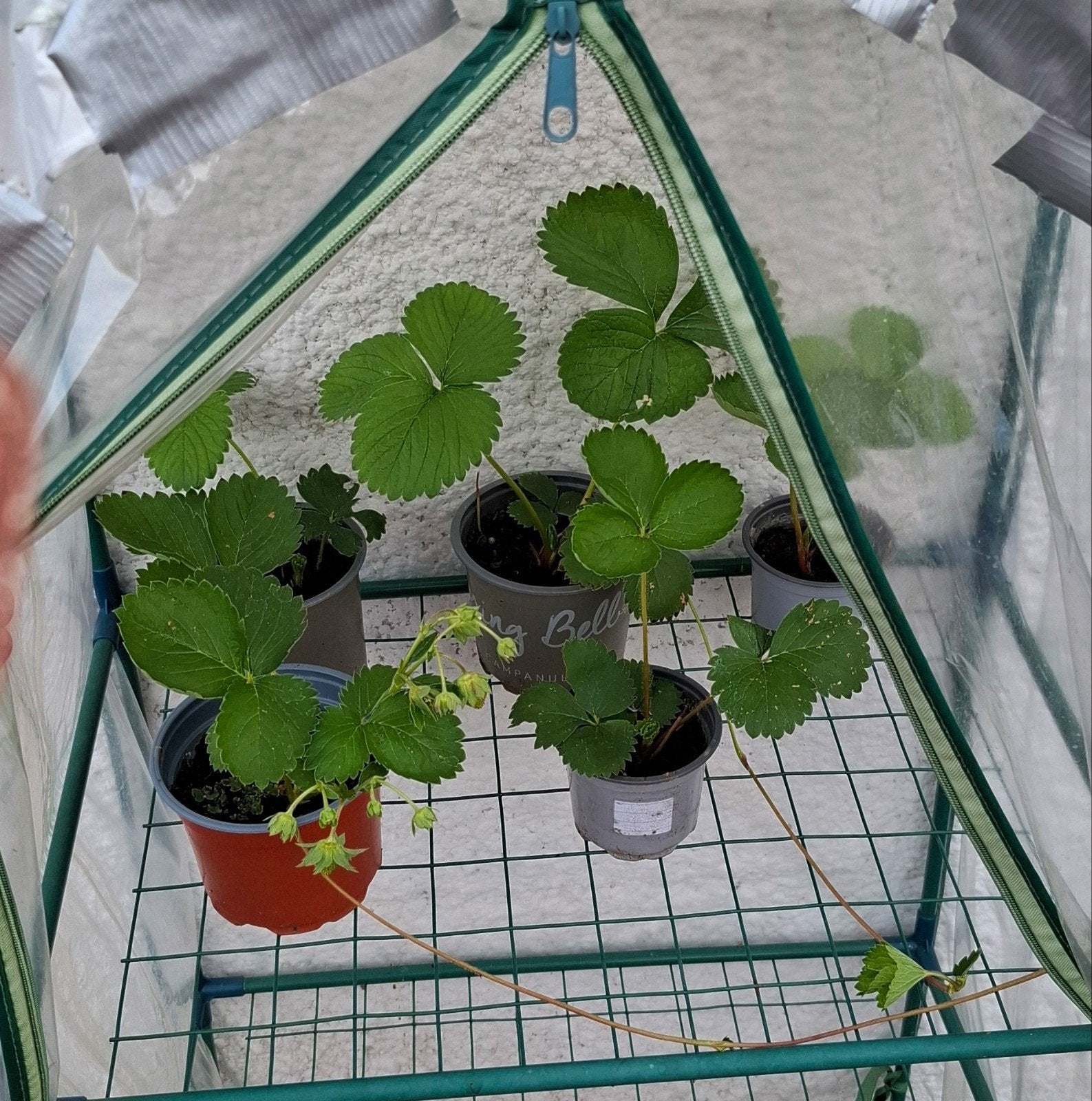 planten, Ophalen, Volle zon
