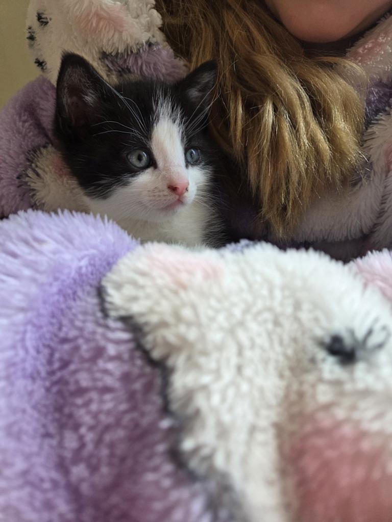 Ontzettend lieve kittens, Meerdere dieren, Ontwormd, 0 tot 2 jaar