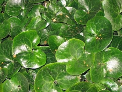 Asarum europeum, mansoor, vaste plant, Ophalen, Bodembedekkers, Vaste plant, Volledige schaduw