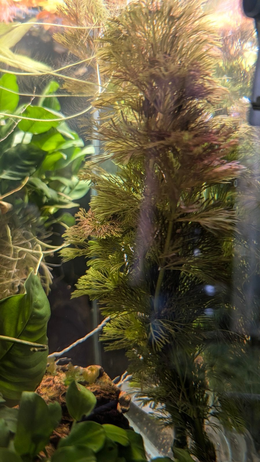 Aquariumplant stekken - Limnophila sessiliflora, Ophalen, Nieuw, Plant(en), Steen of Hout