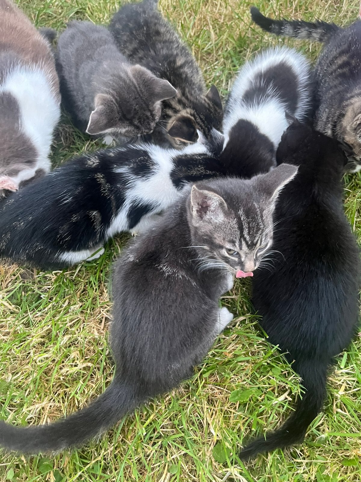 Kittens