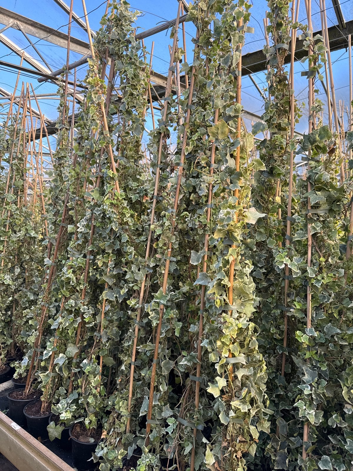 Hedera White Wonder - Kleinbladige Witgroene Klimop, Ophalen, Vaste plant, Bloeit niet, Halfschaduw