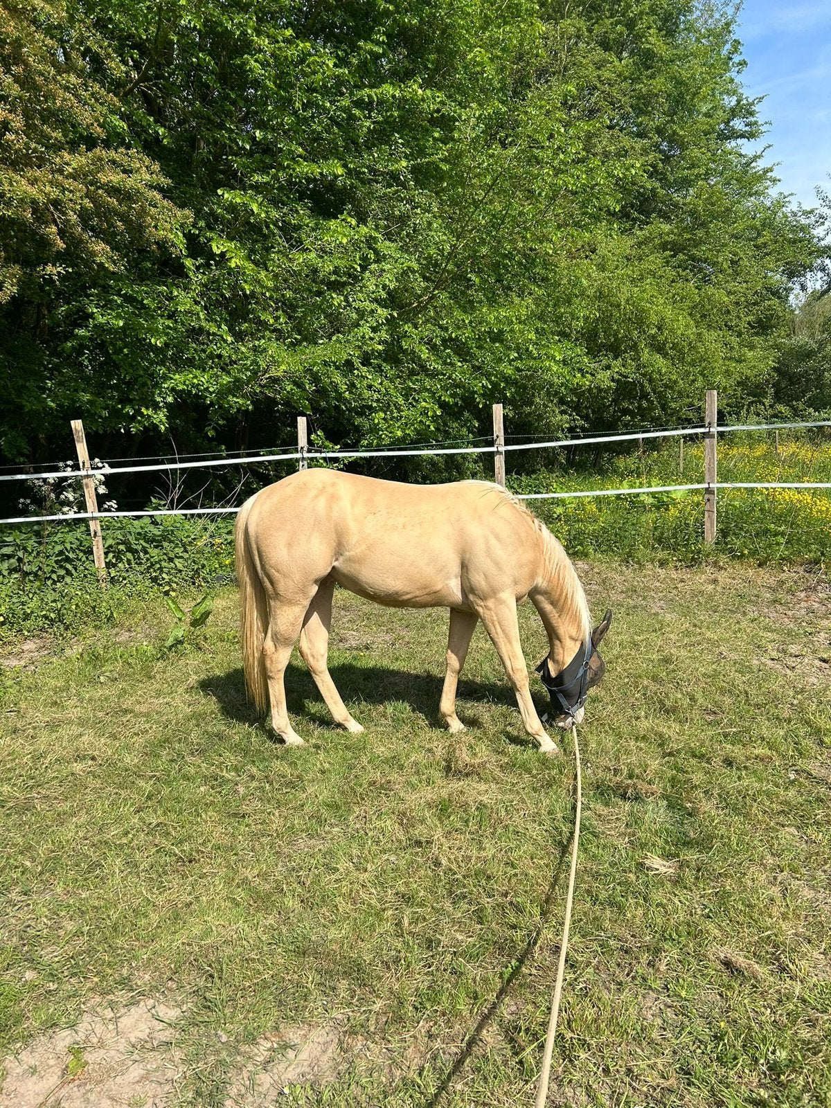 Quarter - AQHA - champagne ruin - red dun merrie, Ruin, Recreatiepaard, 3 tot 6 jaar