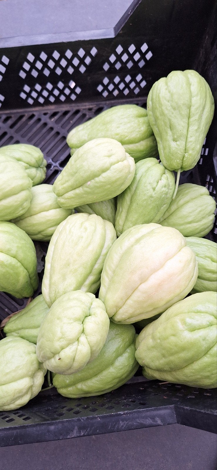 Verse Chayote - Biologisch en Lokaal Geteeld, Ophalen