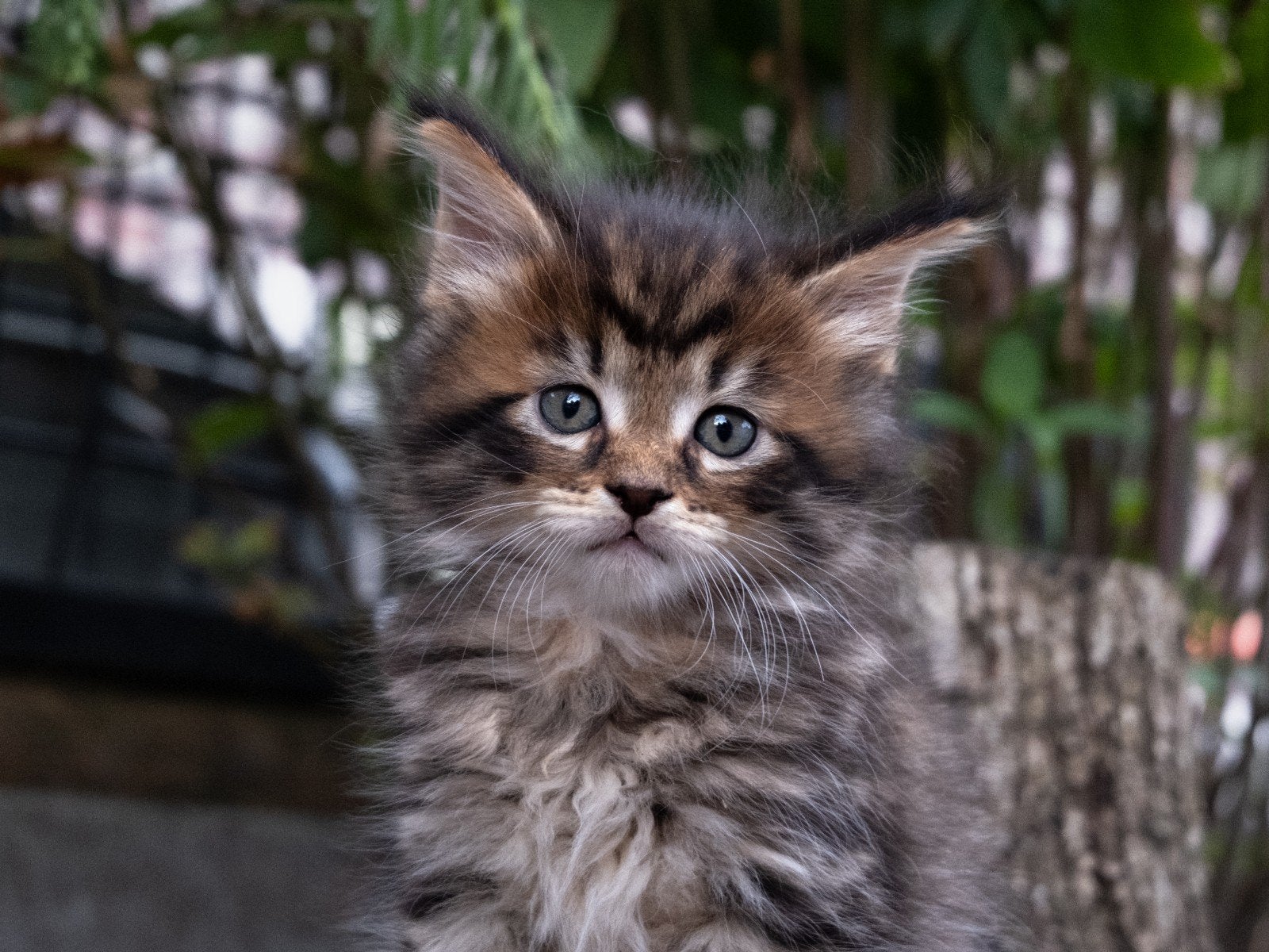 Prachtige maine coon kittens ., Dieren en Toebehoren, Meerdere dieren, 0 tot 2 jaar