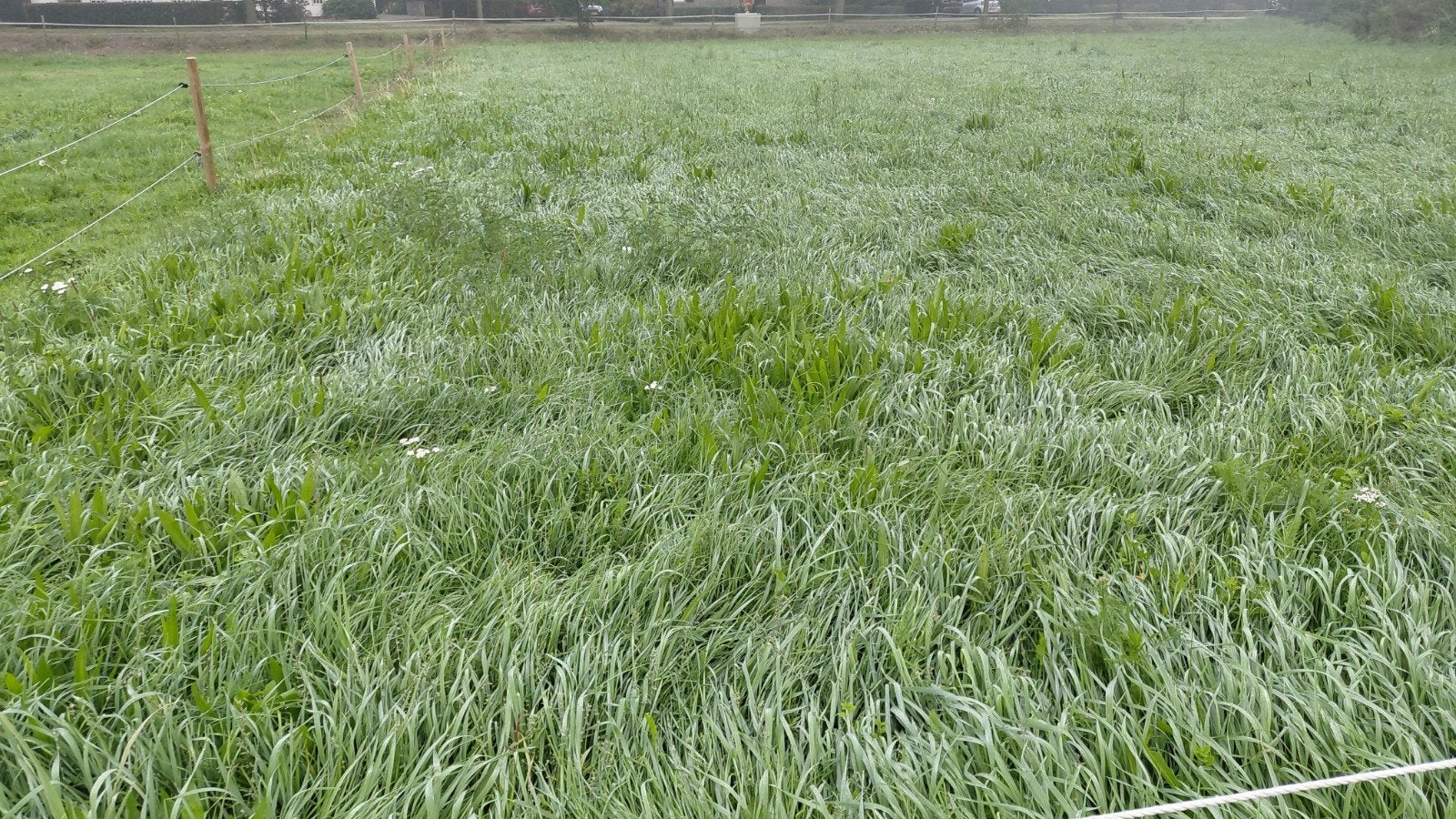 Gras om te maaien en voeren, Dieren en Toebehoren