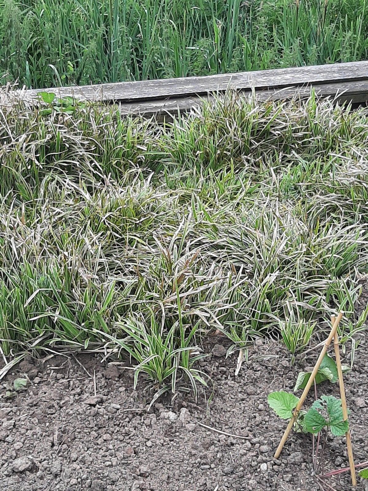 Carex GRATIS, Tuin en Terras, Planten | Tuinplanten, Ophalen, Vaste plant, Siergrassen, Bloeit niet