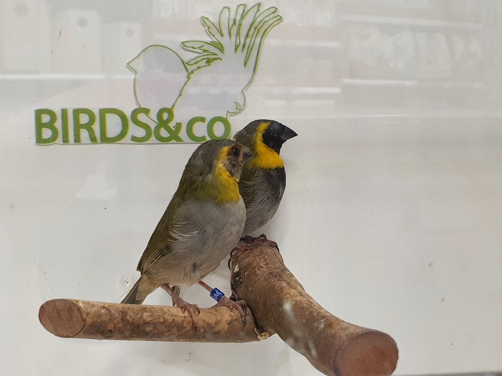 Koppel Cubavinken beschikbaar, Dieren en Toebehoren, Vogels | Overige Vogels, Meerdere dieren, Tropenvogel