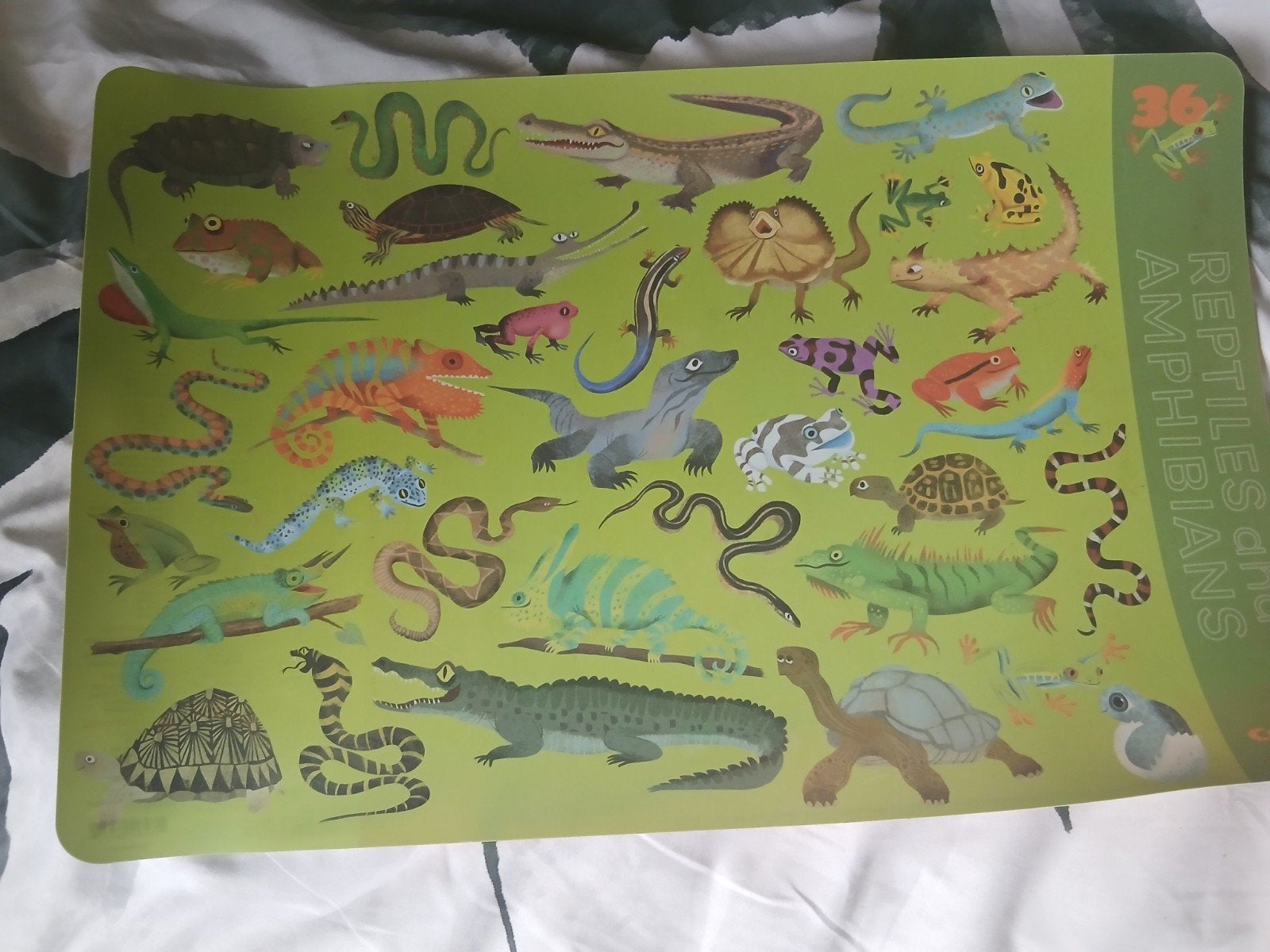 Placemat Reptielen en amfibieën (crocodile creek), Ophalen, Zo goed als nieuw, Overige typen