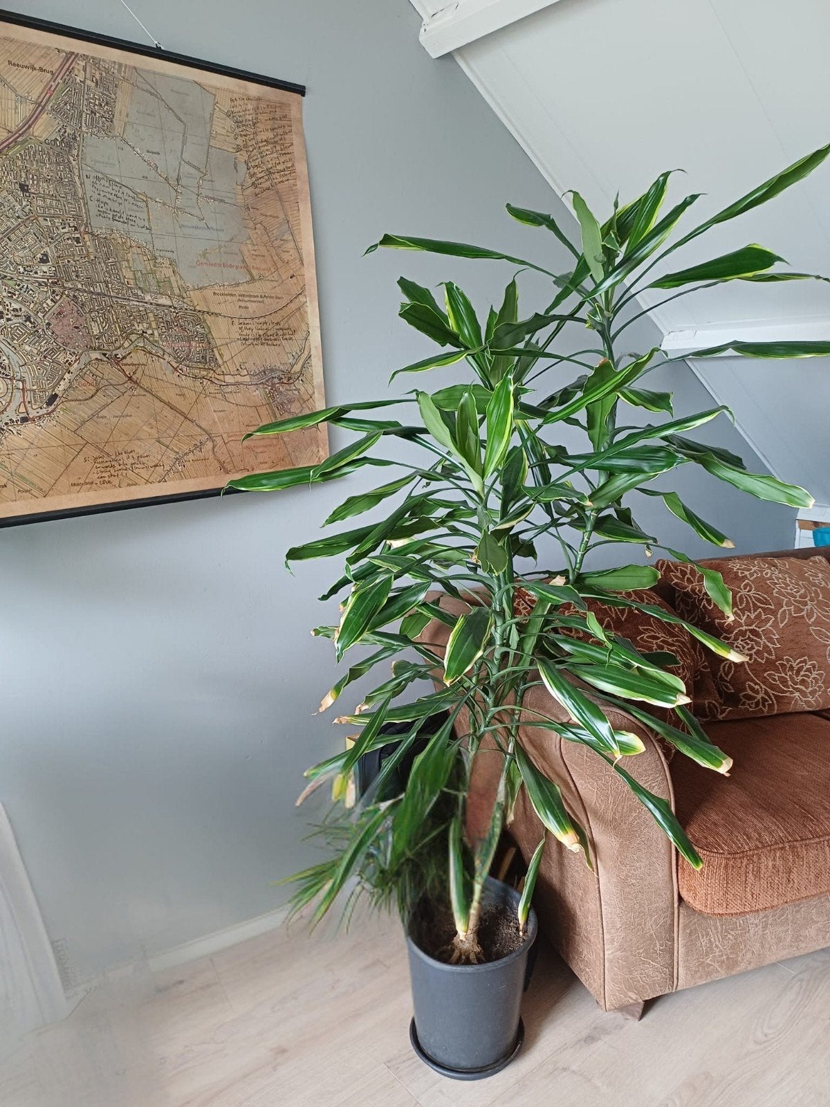 Grote Kamerplant - Dracaena (Drakenbloedboom), Ophalen, Halfschaduw, Minder dan 100 cm