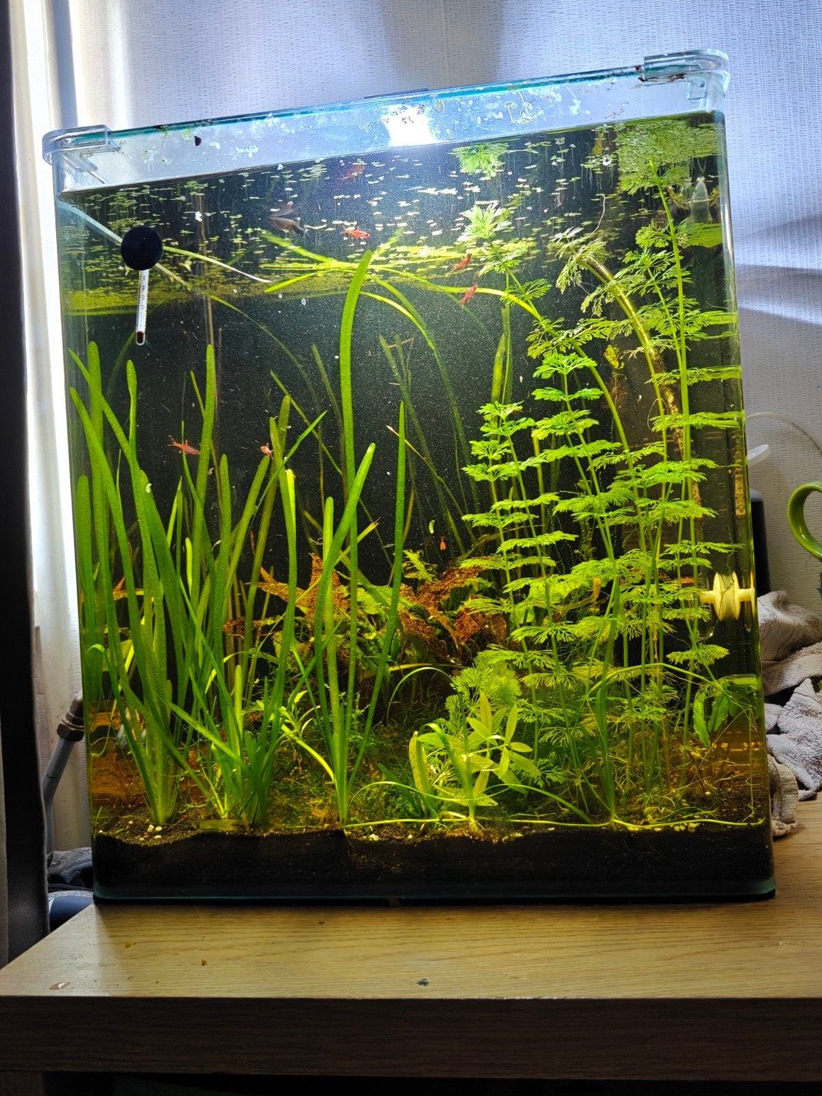 Dennerle 60 liter, Ophalen, Dennerle, Zo goed als nieuw, Leeg aquarium